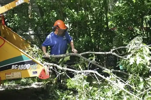 tree services Licking